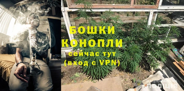 шишки Верея